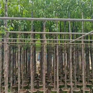 香樟3-15分，截杠，养冠，骨架，全冠，各种规格，大量现货
