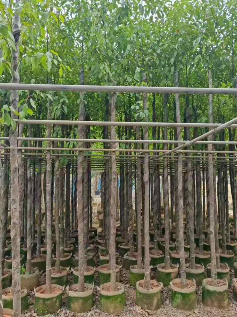 香樟3-15分，截杠，养冠，骨架，全冠，各种规格，大量现货
