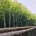 香樟3-15分，截杠，养冠，骨架，全冠，各种规格，大量现货