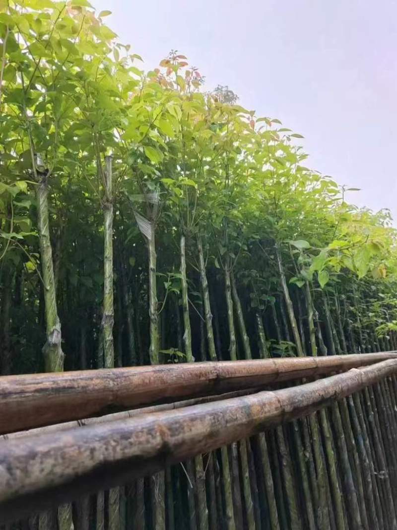香樟3-15分，截杠，养冠，骨架，全冠，各种规格，大量现货