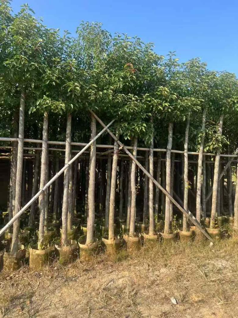 香樟3-15分，截杠，养冠，骨架，全冠，各种规格，大量现货