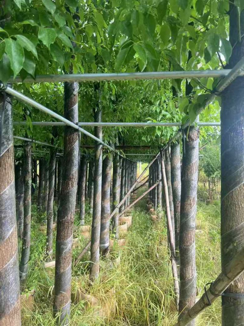 香樟3-15分，截杠，养冠，骨架，全冠，各种规格，大量现货