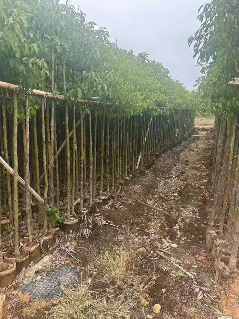 香樟3-15分，截杠，养冠，骨架，全冠，各种规格，大量现货