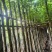 香樟3-15分，截杠，养冠，骨架，全冠，各种规格，大量现货
