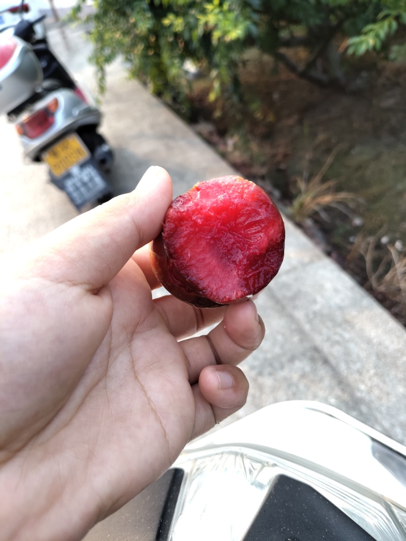 钱排银妃三华李