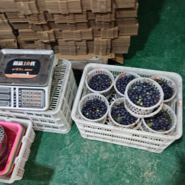 鲜果蓝莓