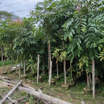 出售桃花心木3－5公分
