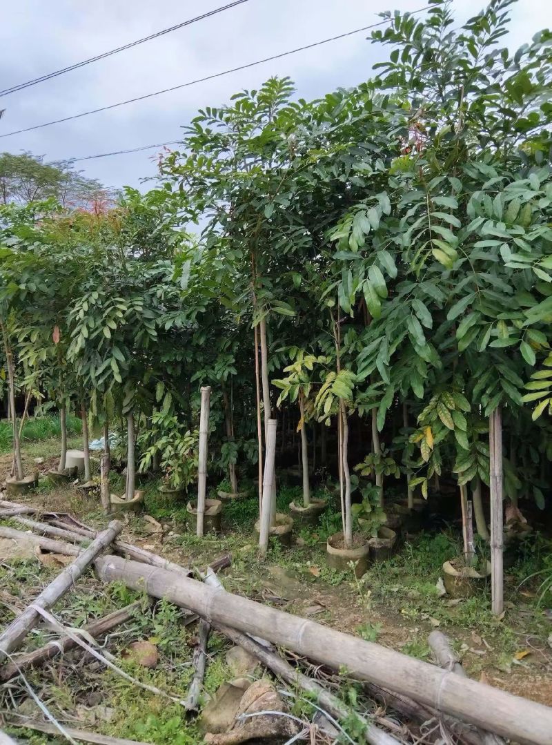 出售桃花心木3－5公分