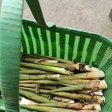 新鲜野生小竹笋