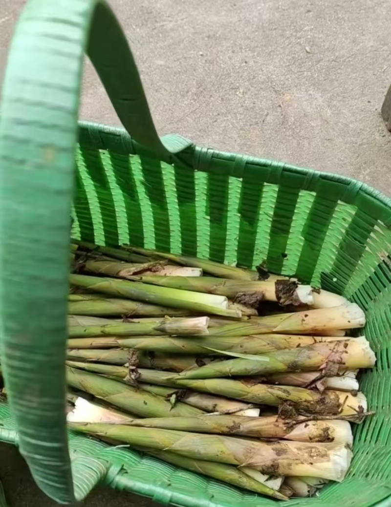 新鲜野生小竹笋