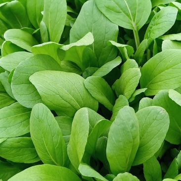 鸡毛菜