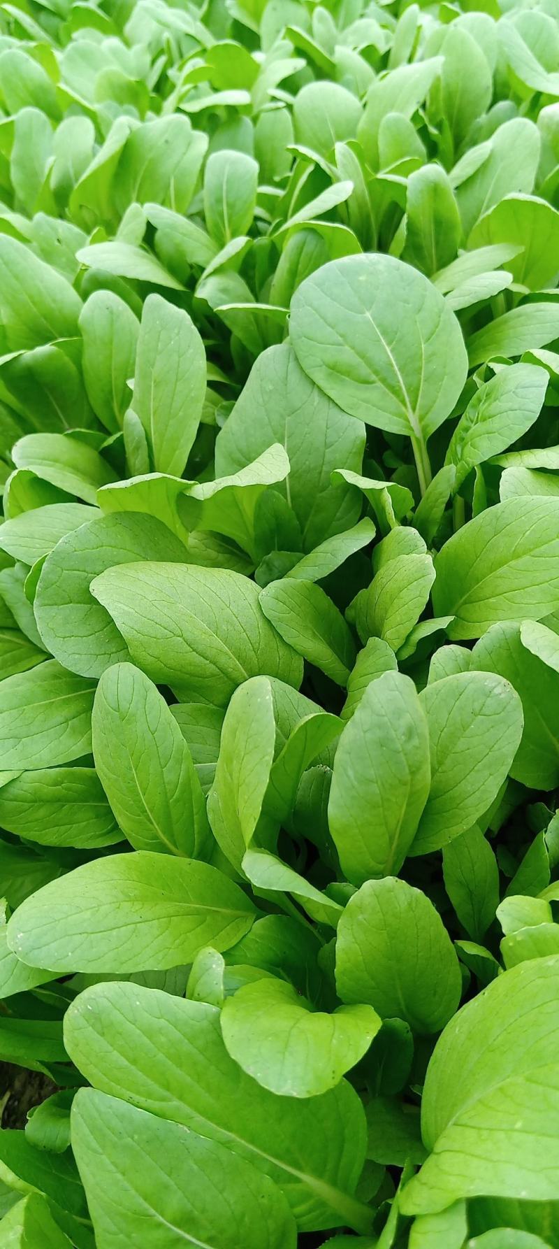 鸡毛菜