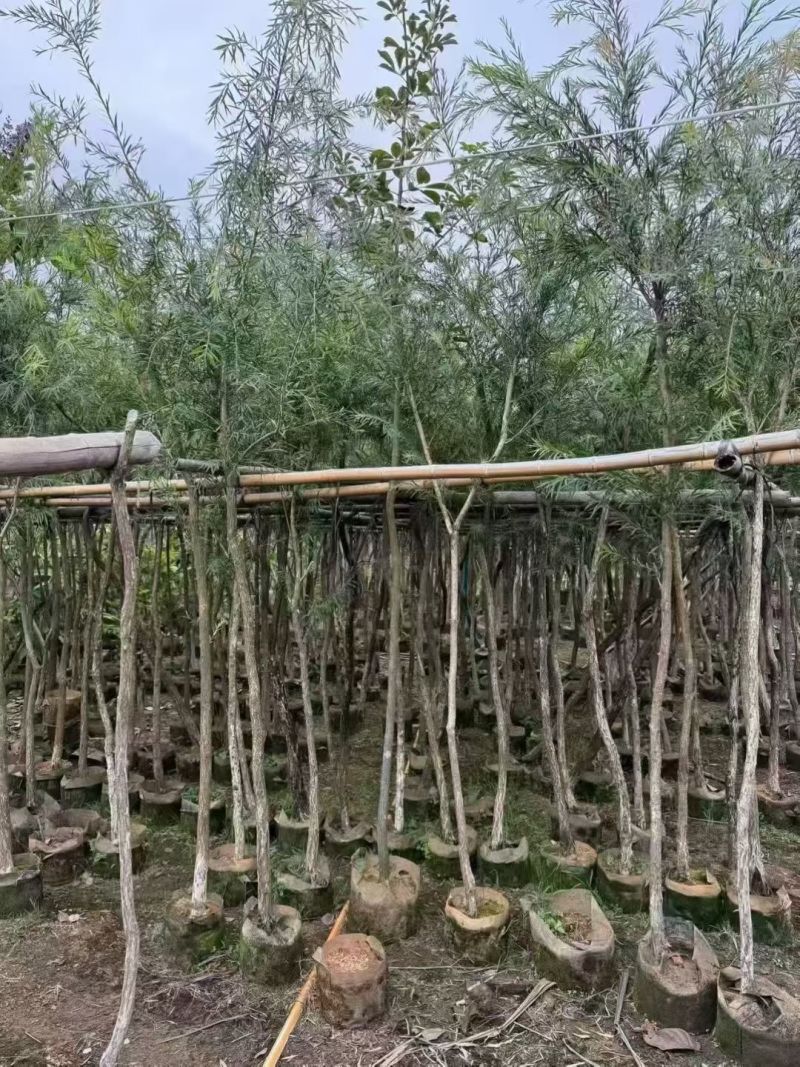 红千层3－8分出售
