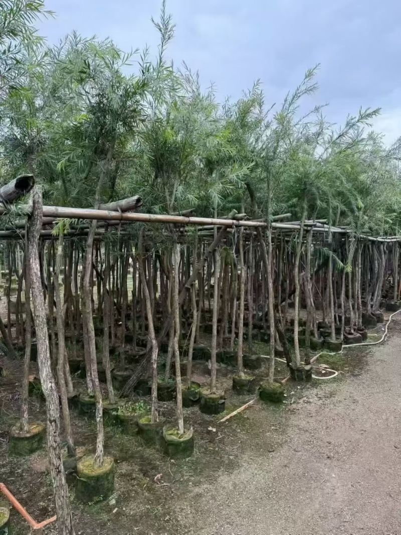 红千层3－8分出售