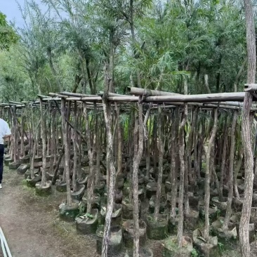 红千层3－8分出售