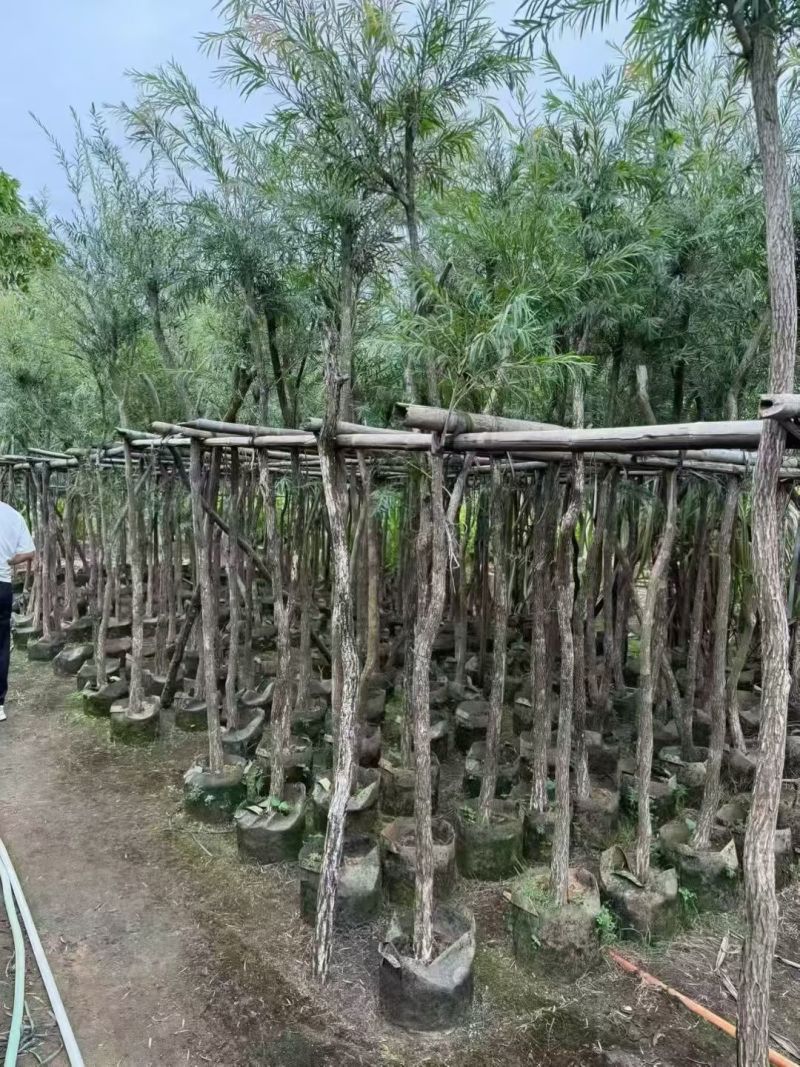 红千层3－8分出售