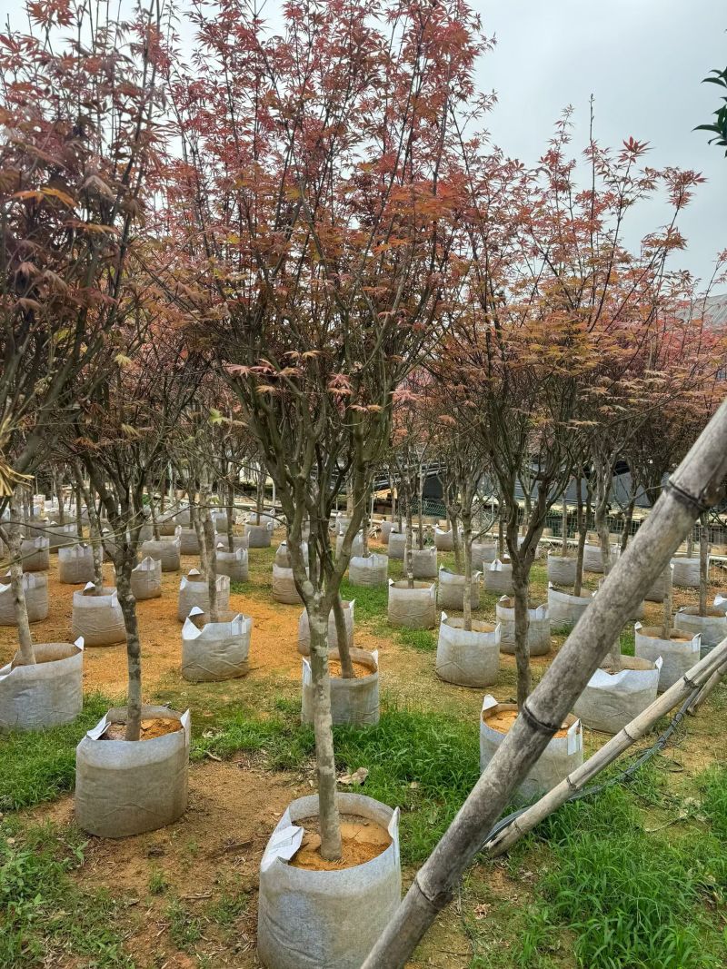 红枫3－8分出售