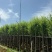 柳树3－20出售