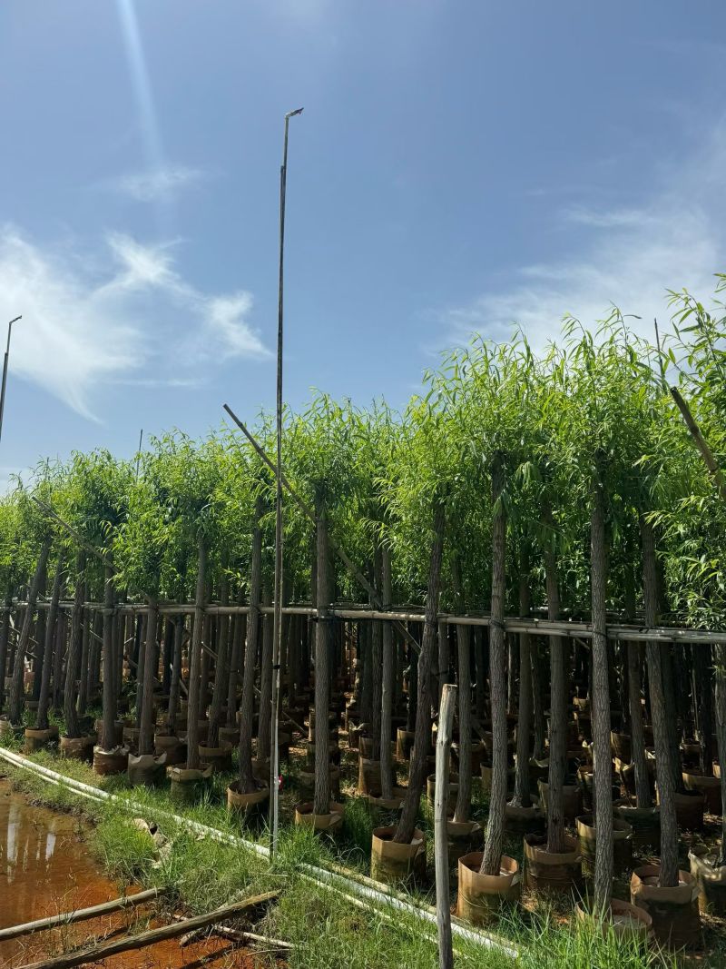 柳树3－20出售