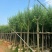 柳树3－20出售