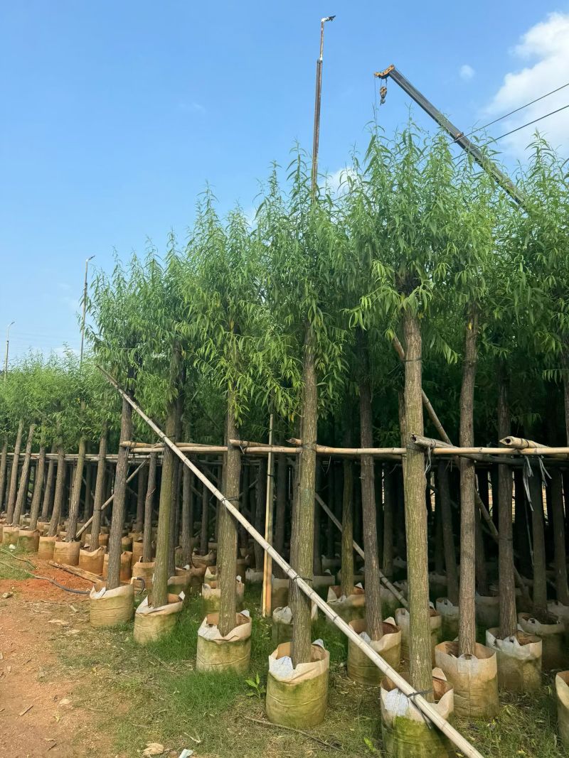 柳树3－20出售