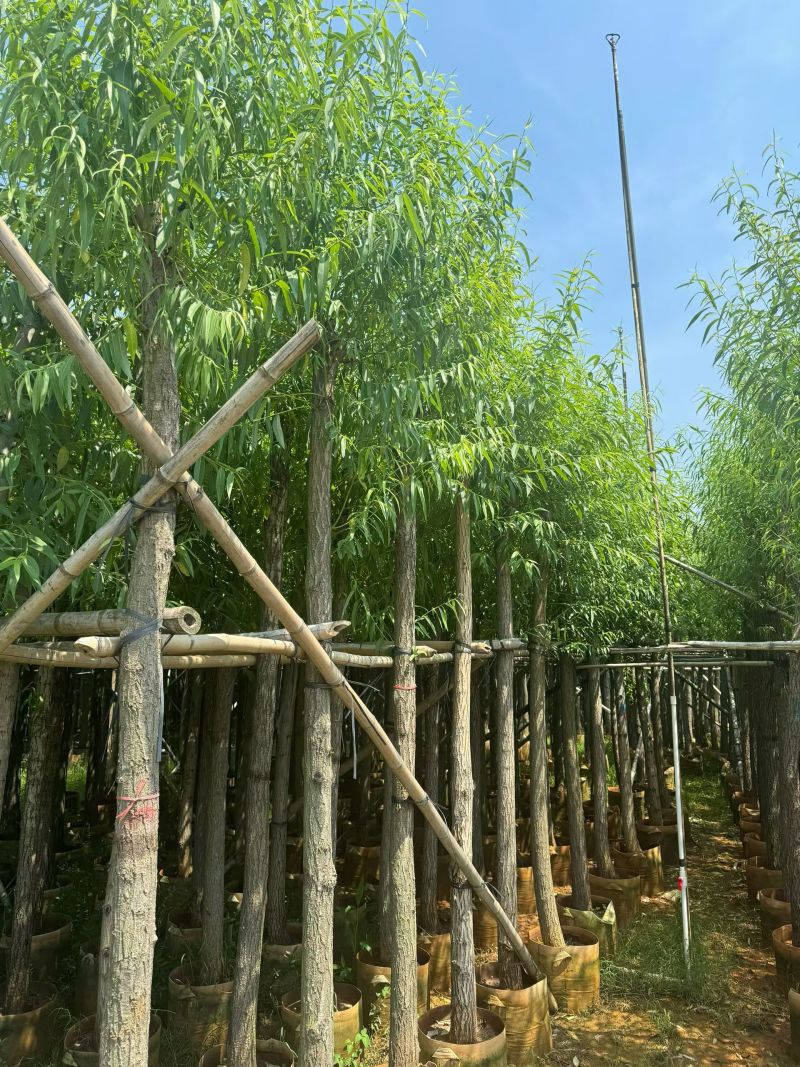 柳树3－20出售