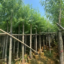 柳树3－20出售