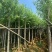 柳树3－20出售