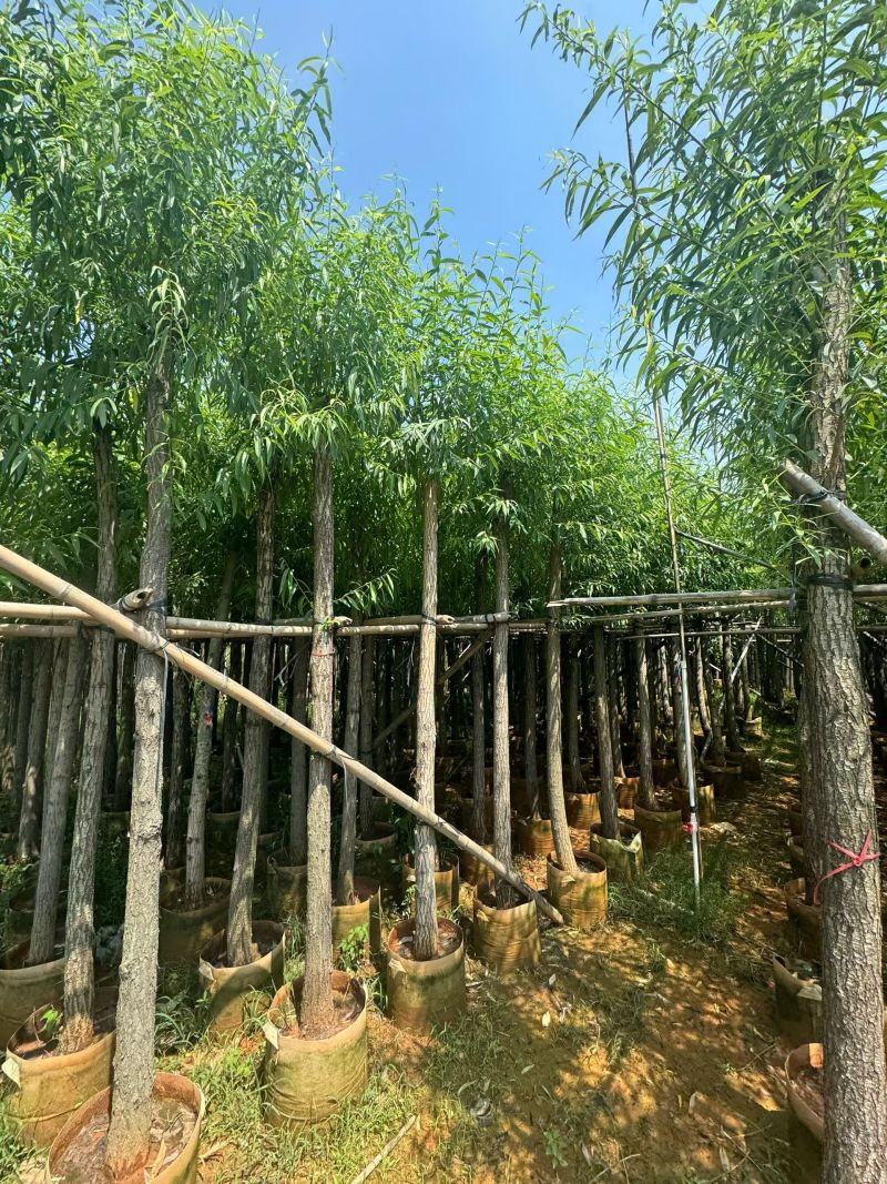 柳树3－20出售