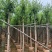 柳树3－20出售