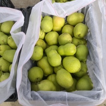 本地产，一级早酥梨，皇冠梨，