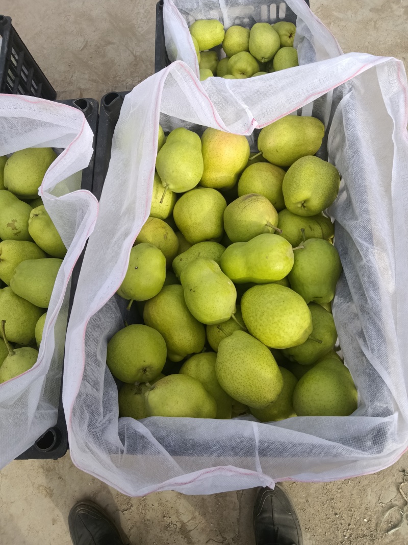 本地产，一级早酥梨，皇冠梨，