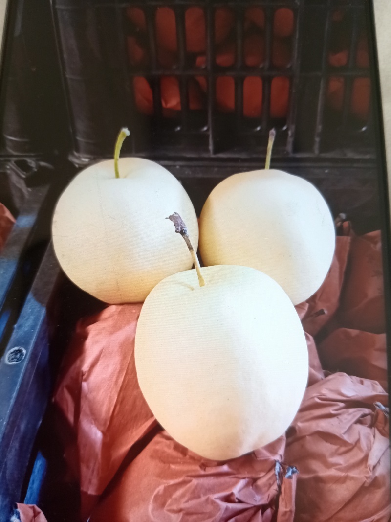 本地产，一级早酥梨，皇冠梨，