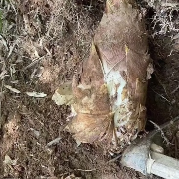 杭州萧山笋干