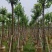 乌桕8分出售