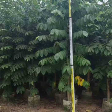 火焰木原生苗1-5分，各种规格，大量低价出售