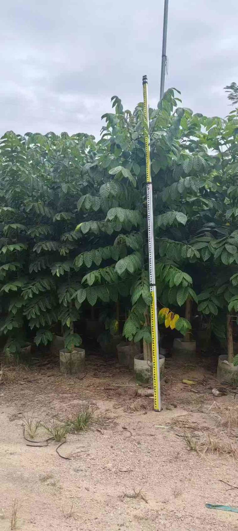 火焰木原生苗1-5分，各种规格，大量低价出售