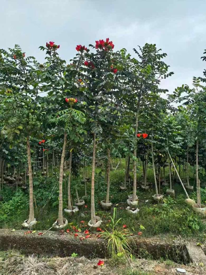火焰木原生苗1-5分，各种规格，大量低价出售