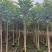 火焰木原生苗1-5分，各种规格，大量低价出售