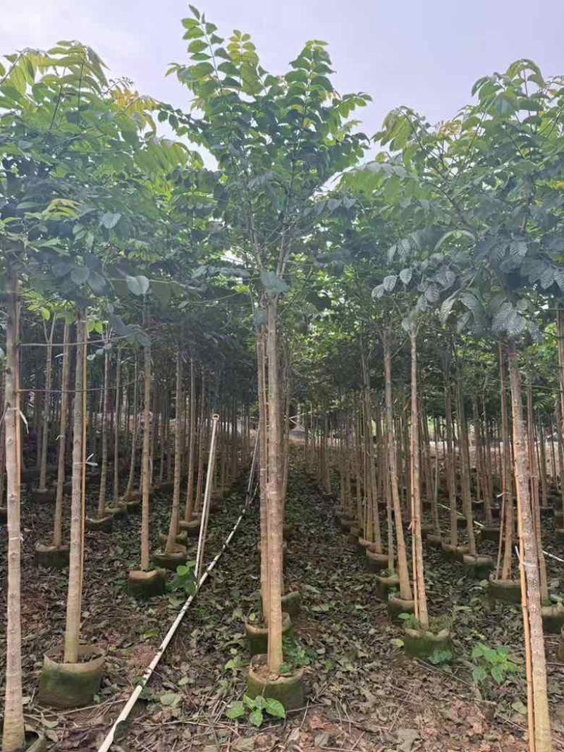 火焰木原生苗1-5分，各种规格，大量低价出售