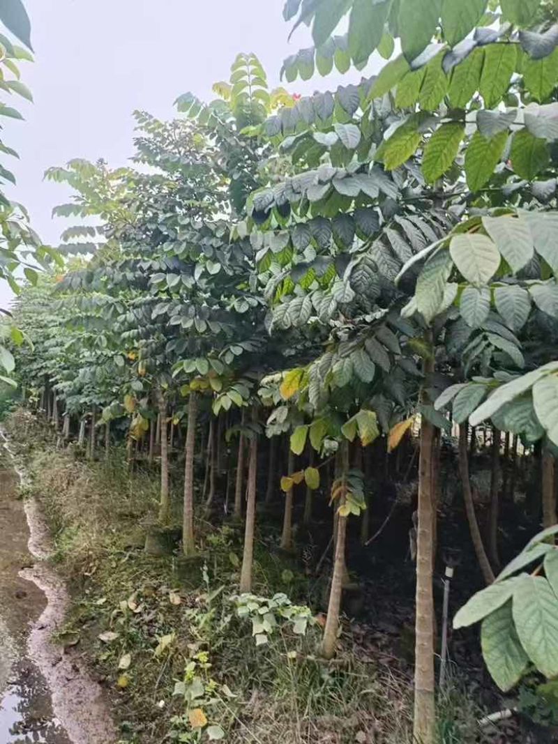 火焰木原生苗1-5分，各种规格，大量低价出售