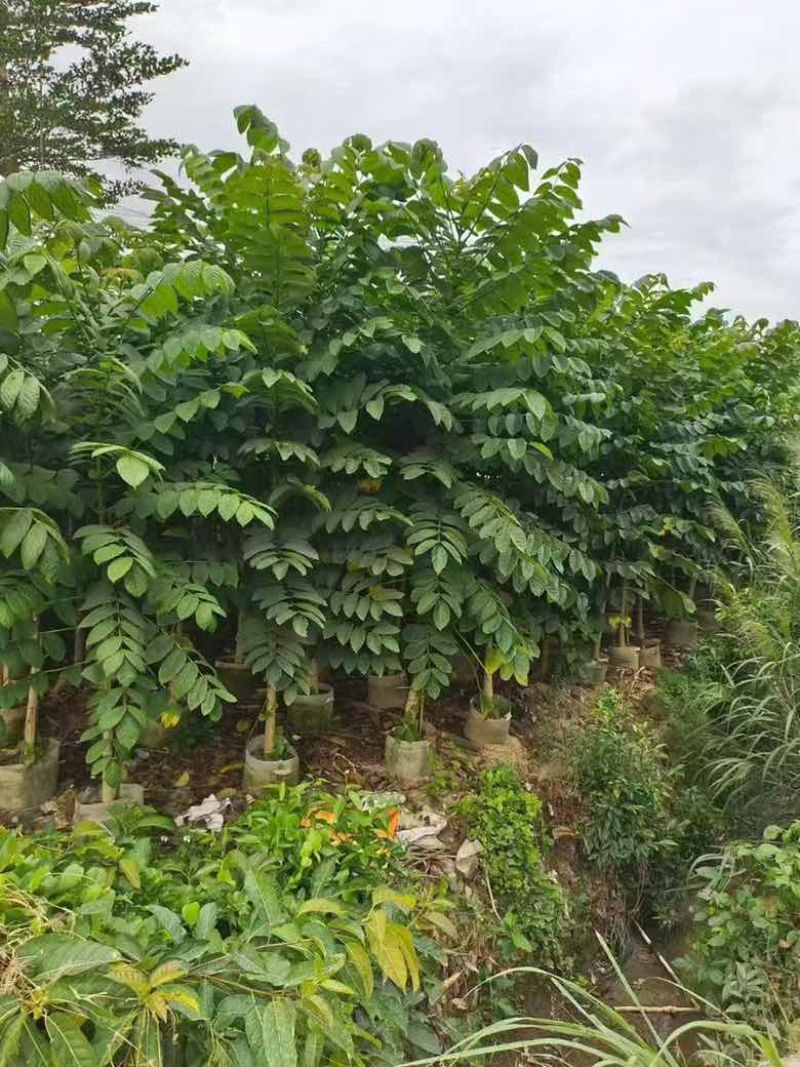 火焰木原生苗1-5分，各种规格，大量低价出售