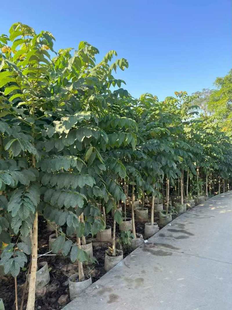 火焰木原生苗1-5分，各种规格，大量低价出售
