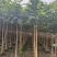 火焰木原生苗1-5分，各种规格，大量低价出售