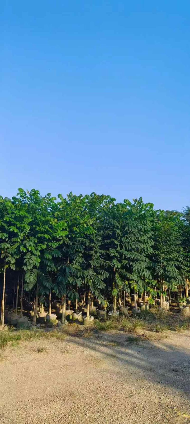 火焰木原生苗1-5分，各种规格，大量低价出售