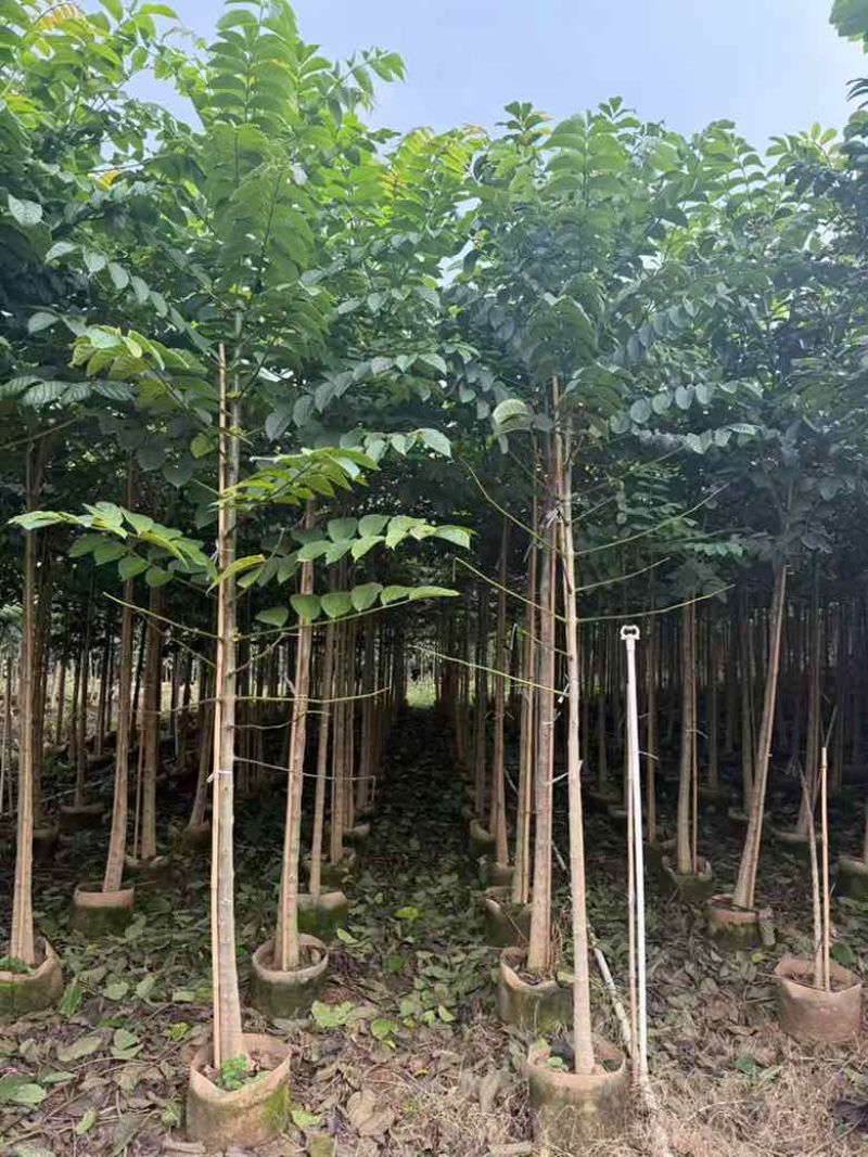 火焰木原生苗1-5分，各种规格，大量低价出售