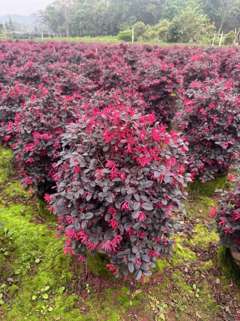 红花继木20－80高出售