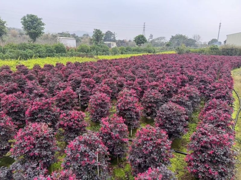 红花继木20－80高出售