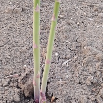自产自销芦笋