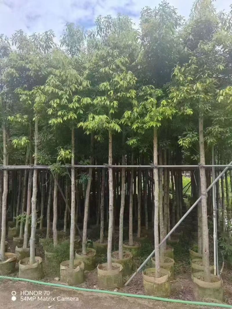 金丝楠木5－8分出售